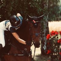 showjumping_ucn