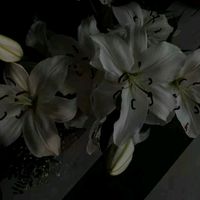 m_gan6
