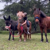 hortencia_rasta_ola