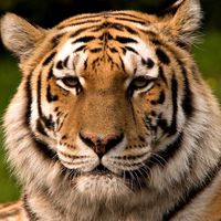 eltigre187_
