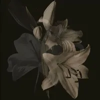 original sound - danvv25