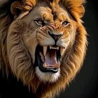 aboumohamed61