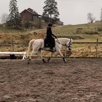 matilda_hastkonto