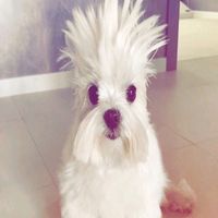 iisaxpaws