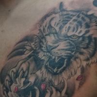 1983tigre