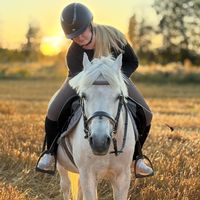 sarabjorklunddressage