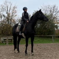 crazypony.bert