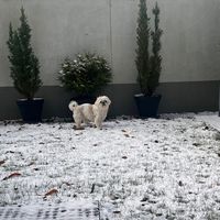 nelusiaaaa.dog