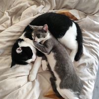 mylittlefurrbabies30