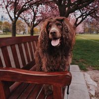 hunter.the.good.boy