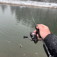 _vtrout_area
