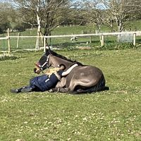 my.3.equines_me