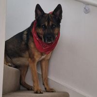 borys.senior.dog