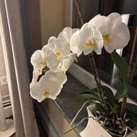 anastaisa.12