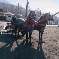 ionel.fanel7