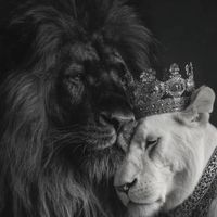 y_arimkalp