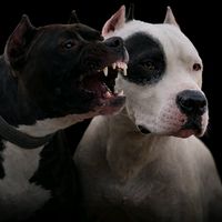 realpredatorkennel