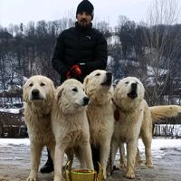 radu0392