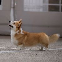 kaidogslife