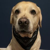 osko_the_labrador