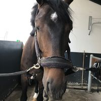 .fb.equestrian
