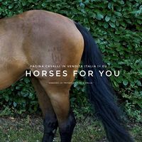 horsesaleita