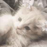 shantangelx