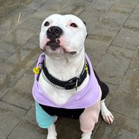 tyson.americanst