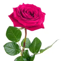 original sound - mariamabusness