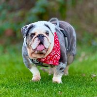 rhinothemerlebritishbull
