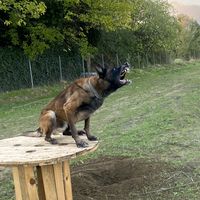 k9_malinois
