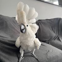 charliejuniorcockatoo