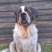 belle.stbernard