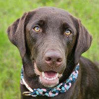 nala_woof_tales
