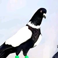 shzadh4