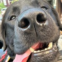 _theo.labrador_