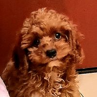 polly.thecavapoo