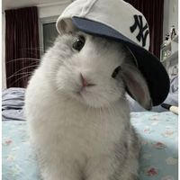 hinaajp