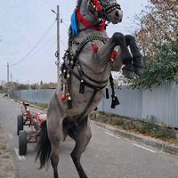 mariusghibanu0
