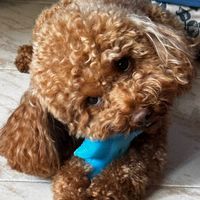 pepeilbarboncinoo