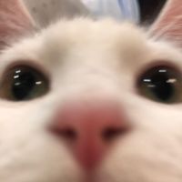 laurayaki08