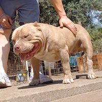 diabolikbully