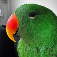 flokieclectus