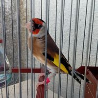 manuelcano88