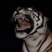 SE USI QUESTO SUONO INIZIA A SEGUIRE MAICOLDSQ2