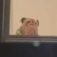 my_neighbours_dog_