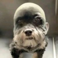 reviewtiktok.shop