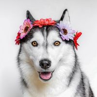 yumahusky