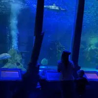 original sound - m00n.shark