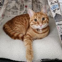 cattodorito